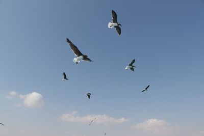 Low angle view of seagulls flying in sky