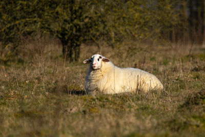 View of a dog on field