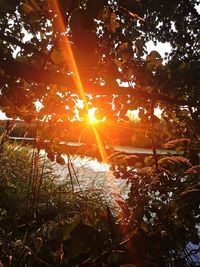 Sunlight streaming through trees during sunset