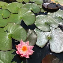 High angle view of lotus water lily in pond