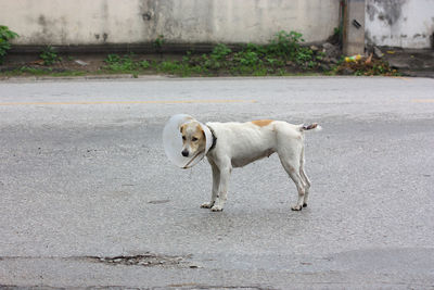 Side view of dog with cone around neck standing on road