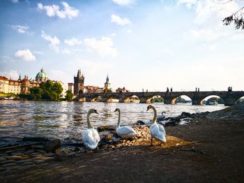 Swans perching at riverbank against buildings in city