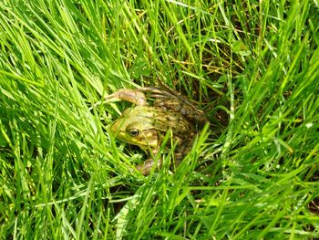 High angle view of lizard on grass