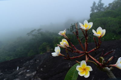 Close-up of yellow flowering plant