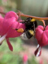 Close-up of bee pollinating on pink flower