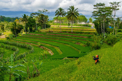 Scenic view of farm against sky