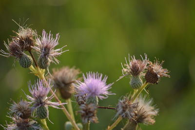 Close-up of thistle flowers