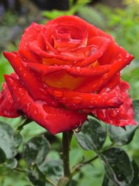 Close-up of red rose