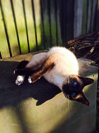 Close-up of cat lying down