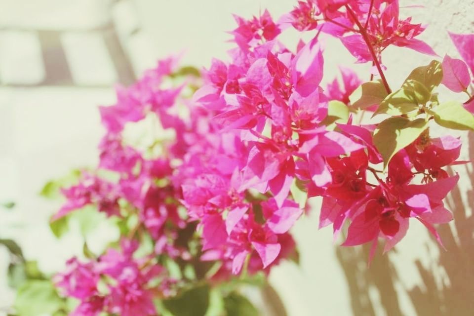 flower, freshness, fragility, petal, growth, beauty in nature, pink color, nature, focus on foreground, close-up, blooming, flower head, in bloom, blossom, selective focus, plant, branch, day, leaf, outdoors