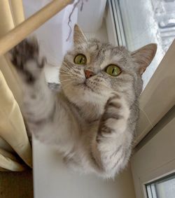 Close-up portrait of a cat