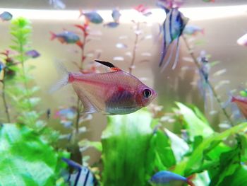 Close-up of fish swimming in aquarium