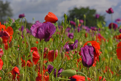 Close-up of red poppy flowers in field