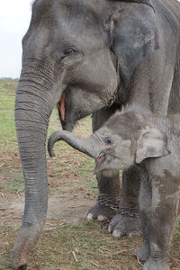 View of elephant on field