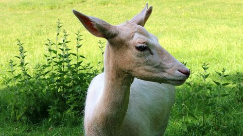 Close-up of a white deer on field