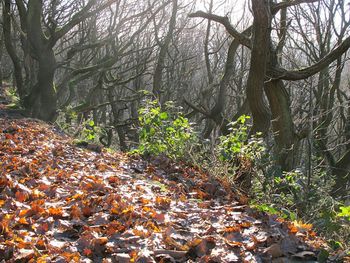 Trees in forest during autumn