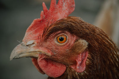Close-up of a chicken looking away