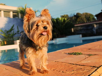 Portrait of dog on swimming pool