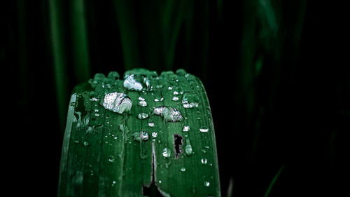 Close-up of raindrops on leaf