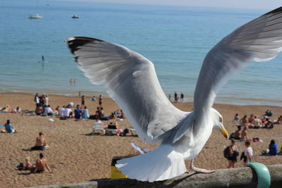Close-up of seagull perching by beach against sky