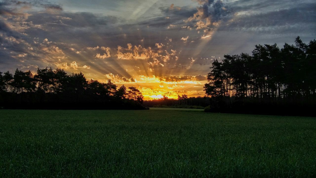 sunset, tree, tranquil scene, tranquility, scenics, sky, beauty in nature, landscape, field, nature, cloud - sky, grass, sun, idyllic, silhouette, sunlight, cloud, growth, dramatic sky, orange color