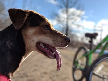 Close-up of a dog looking away