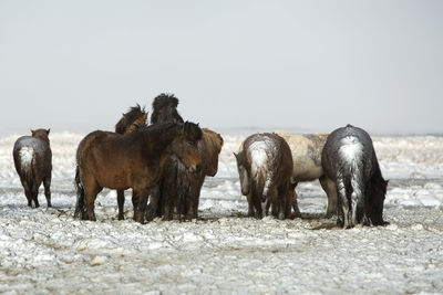 Herd of icelandic horses after a snow storm in winter