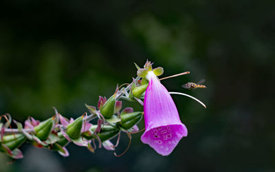 Close-up of pink pollinating on purple flower