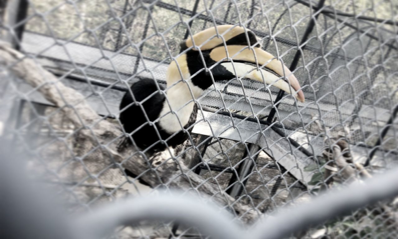 CLOSE-UP OF SPARROW IN CAGE