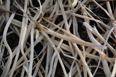 Full frame shot of white roots
