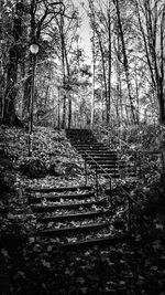 Trees growing in forest