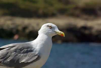 Close-up of seagull