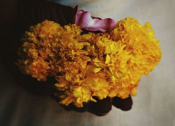 Close-up of yellow flowers