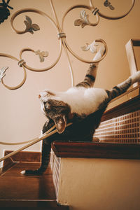 Low angle view of cat on table at home