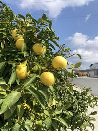 Low angle view of fruits growing on tree