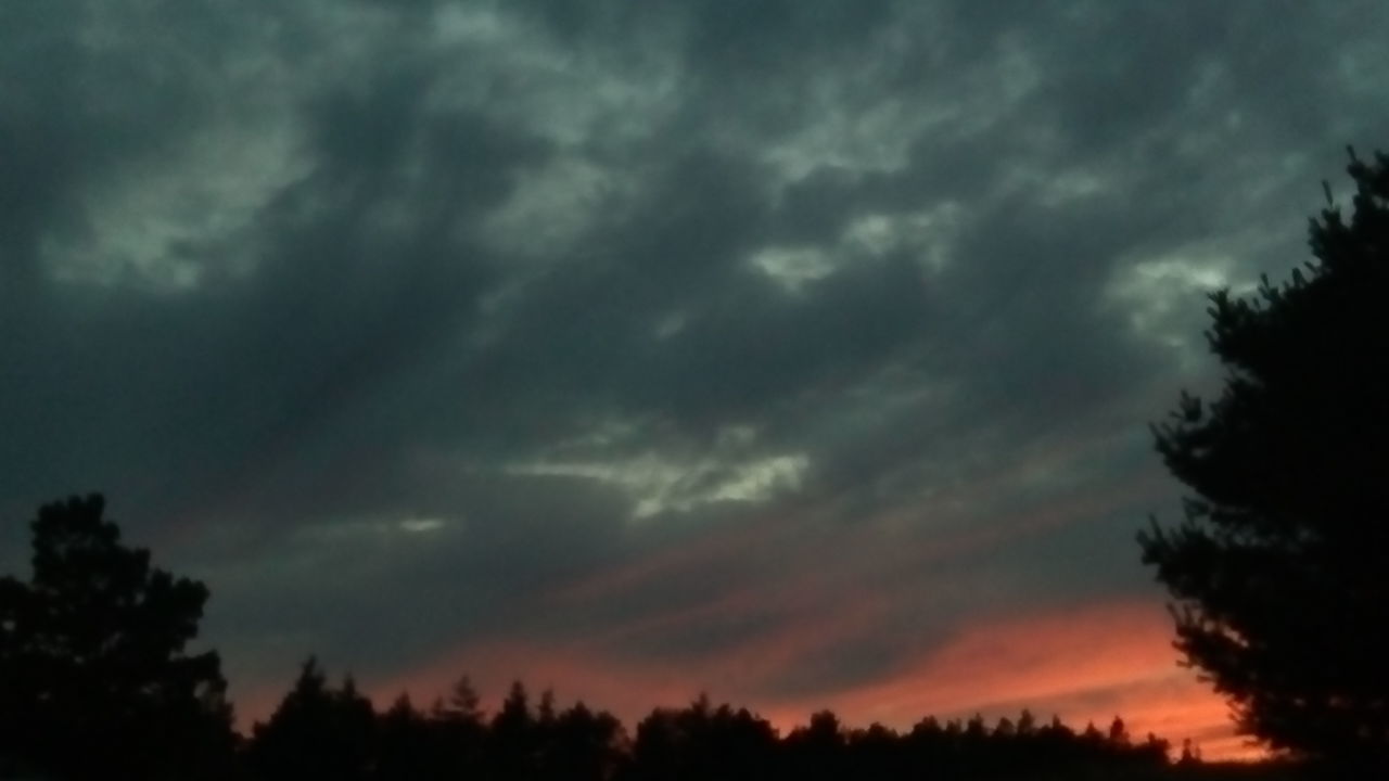 SILHOUETTE TREES AT SUNSET