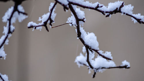 Close-up of snow on tree branch