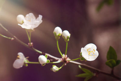Spring natural background with delicate cherry flowers with sunlights. white flowers. 