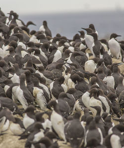 Close-up of birds on land