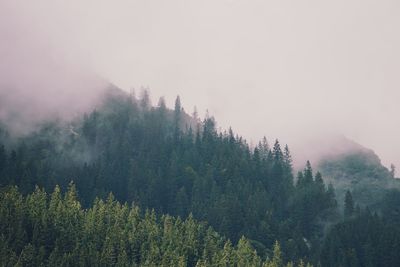 Pine trees in forest against sky