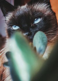 Close-up portrait of a cat