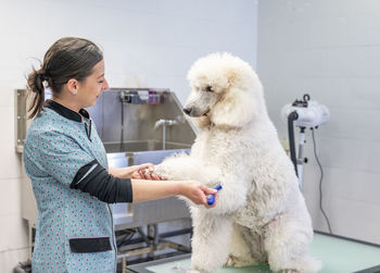 Woman groomer taking care of a giant white poodle on a pet hair salon