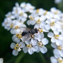 Close-up of insect on white flowers