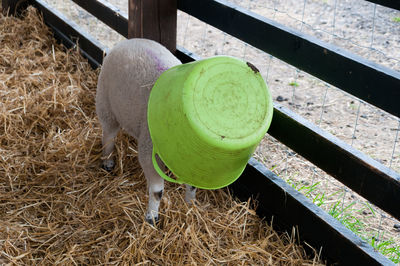 High angle view of toy ball on field