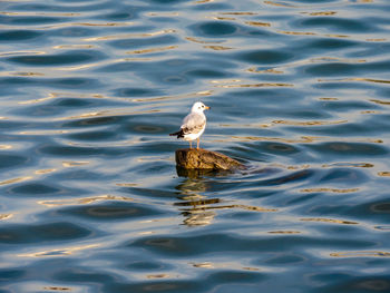 High angle view of seagull perching on a lake