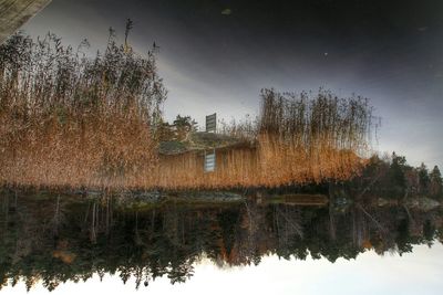 Reflection of trees in water