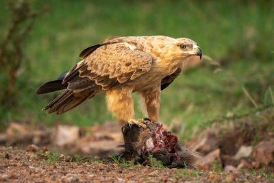 Tawny eagle perches on kill eyeing camera