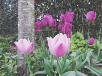 Close-up of pink flowers blooming on field