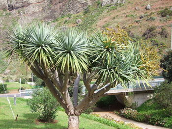 Plants against trees