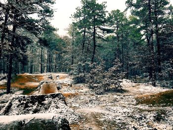 Trees in forest